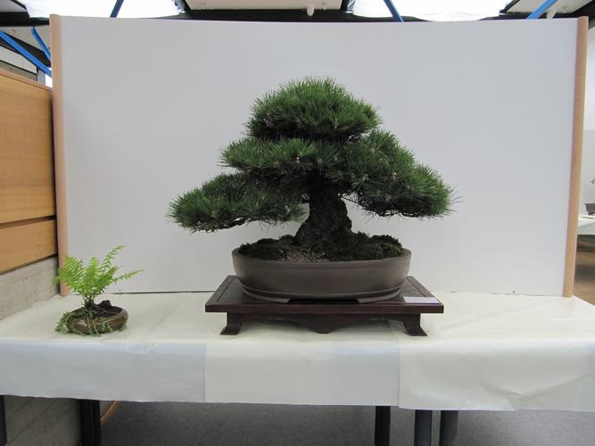 Pinus thunberii