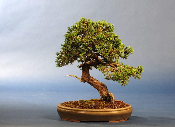 Juniperus rigida
