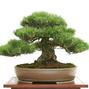 Pinus thunberii