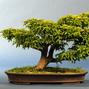Acer palmatum 'Shisigashira'