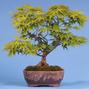 Acer palmatum 'Mikawa'